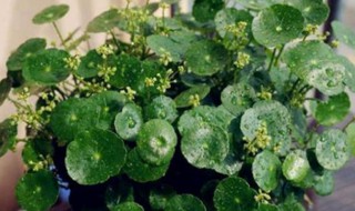 金钱草怎么过冬天（金钱草能过冬天吗）