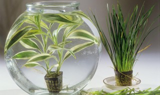 富贵兰怎么养及养殖方法 富贵兰 怎么栽