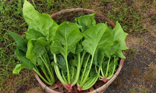 羊肉菠菜汤的做法大全家常窍门 羊肉菠菜汤的做法