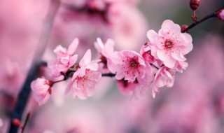 梅花长什么样子呢 梅花长什么样子呢?