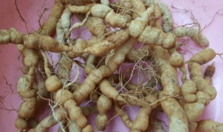 巴戟天是什么东西（巴戟天就是巴戟吗）