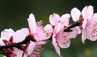 春天还有什么花开放的 春天有些什么花开放