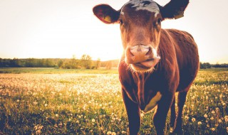 什么是农牛（什么是农 什么是牛）