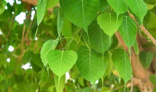 菩提树是什么树种 菩提树属于什么树种