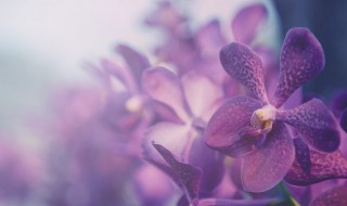 什么兰花最香 什么兰花最香最持久