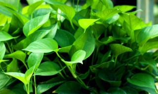 家中养什么花好看又有益（家中养什么花好看又有益的）