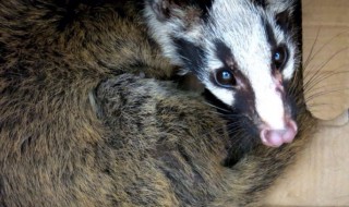 果子狸是什么 果子狸是什么意思