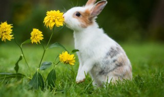 湖南宁远的特产是什么 湖南宁远的特产是什么东西