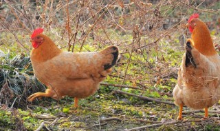 养殖业都有什么（养殖业都有什么?）