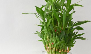 富贵竹快速生根技巧 富贵竹怎么能快速生根