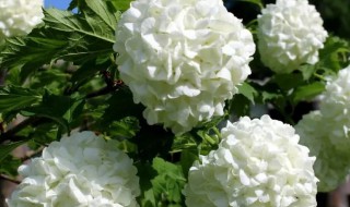 木绣球几年开花 木绣球几年开花