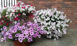 玛格丽特怎么种（玛格丽特怎么种好看）