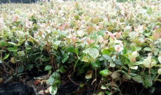 花叶络石的繁殖方法 花叶络石藤繁殖