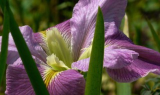花菖蒲叶子发蔫怎么办 菖蒲蔫了怎么办