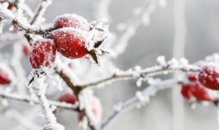 冬天的铁为什么会粘舌头 冬天舌头粘在铁上是什么现象