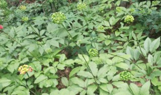 种什么药材好（现在种什么药材好）