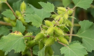 苍耳妈妈靠什么传播种子（苍耳妈妈靠什么传播种子二年级课文）