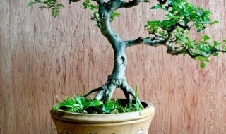 对节白蜡剪小桩枝技巧 对节白蜡素材桩怎样截枝