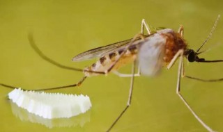水培植物里的蚊子幼虫怎么杀死 水培植物里的蚊子幼虫如何杀死