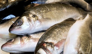 鲈鱼能人工养殖技术（鲈鱼高产人工养殖技术）