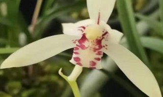 建兰叶子发蔫怎么办 兰花叶蔫了怎么办呢