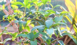 桂花如何繁殖和栽培 桂花的繁殖方法有哪些