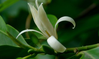 白兰花盆栽的养殖及注意事项 白兰花盆栽的养殖及注意事项介绍