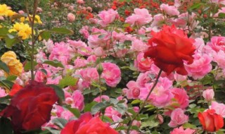 月季花是怎么繁殖（月季花是怎么繁殖出来的）