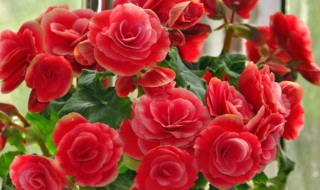 丽格海棠为什么掉叶子 丽格海棠叶子都掉光了还能活吗