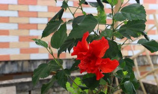 优雅女士木槿养殖方法 木槿养殖方法分享