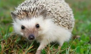 农村山上有什么野生动物（山村里有哪些野生动物）