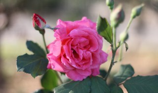 月季花是用什么繁殖 月季花是用什么繁殖方法