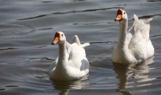 一个人能养殖什么 适合一个人养殖的动物