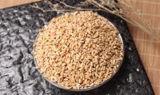 大麦和小麦的区别是什么 大麦和小麦的区别是什么图片