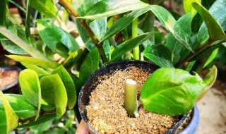 金钱树叶子怎么扦插（金钱树叶子怎么扦插多久生根）