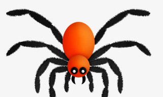 长腿蜘蛛怎么消灭 消灭长腿蜘蛛的方法