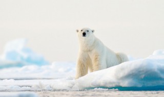 多地暴雪蓝色预警 多地暴雪蓝色预警是什么意思