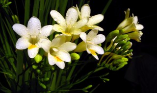 小苍兰花语是什么意思（小苍兰花语是什么意思啊）