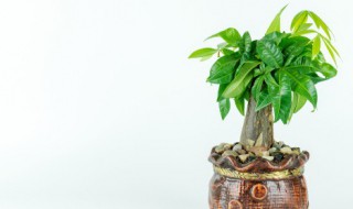 发财树是嫁接出来的吗（发财树是嫁接出来的吗视频）