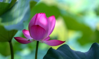 什么的荷花填空颜色（什么的荷花填空颜色三年级）