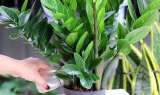 金钱树怎么移植 金钱树怎么移植视频