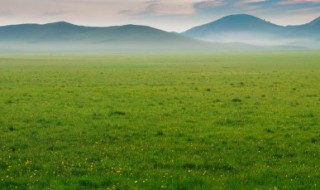 小草过冬的方法 小草过冬的方法20字