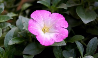 矮牵牛的繁殖方法（矮牵牛的繁殖方法视频）