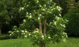 九里香定型方法（九里香造型方法）