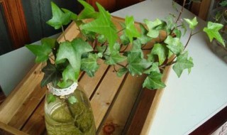 常春藤的繁殖方法 常春藤的繁殖方法有哪些