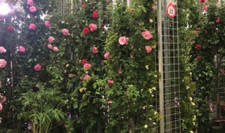 月季种植的方法和注意事项（月季种植的方法和注意事项图片）