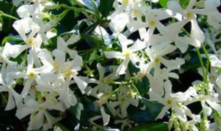 风车茉莉的繁殖方法（风车茉莉的繁殖方法有哪些）