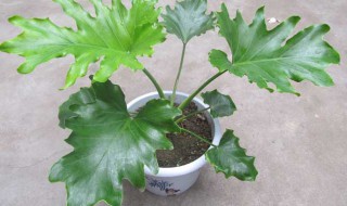 春羽的繁殖方法（春羽的繁殖方法视频）