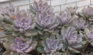 冬美人的繁殖方法（冬美人的养殖方法和注意事项）