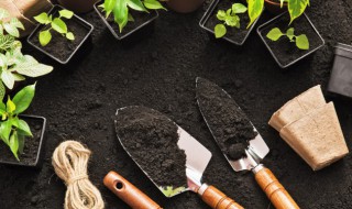 琵琶籽种植方法（琵琶籽种植方法图片）